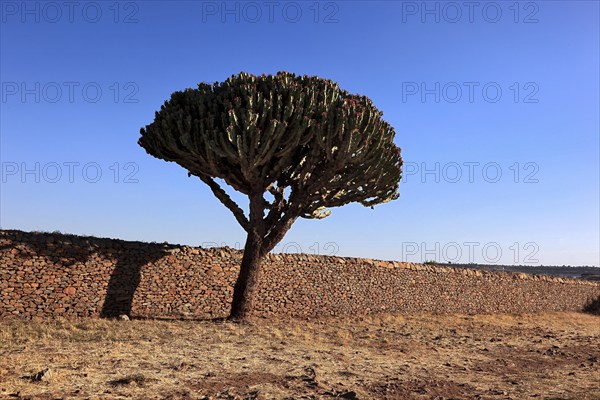 Ruins of the Palace of the Queen of Sheba near Axum, Aksum, Dongur Palace, Euphorbia candelabrum, Euphorbia tree, spurge, Ethiopia, Africa