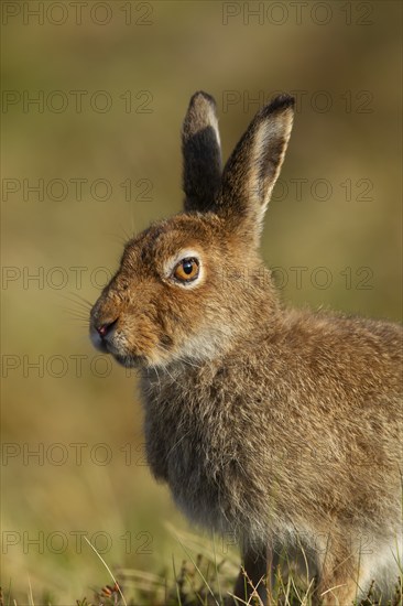 Mountain hare (Lepus timidus) adult animal portrait, Scotland, United Kingdom, Europe