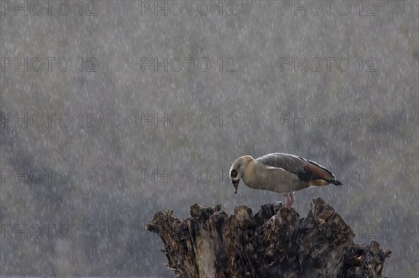 Egyptian goose (Alopochen aegyptiaca) adult bird on a tree stump during a rain storm, Suffolk, England, United Kingdom, Europe