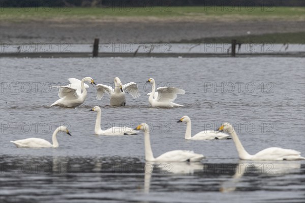 Tundra swans (Cygnus bewickii), fighting, Emsland, Lower Saxony, Germany, Europe