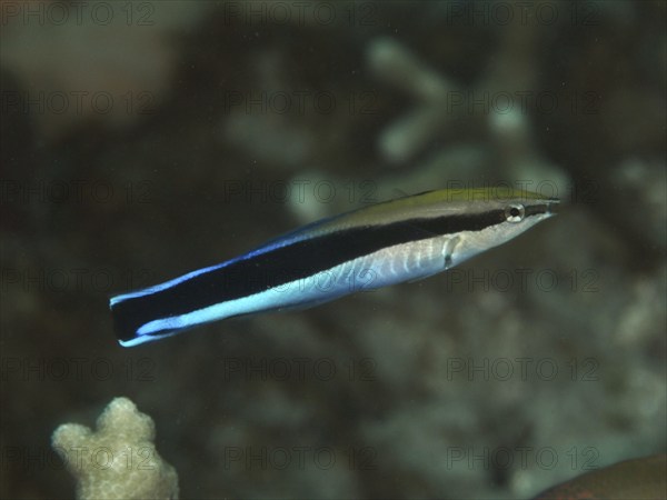 A black and blue false cleaner wrasse (Aspidontus taeniatus) swims in clear water over corals, dive site Gondol Bay, Gondol, Bali, Indonesia, Asia