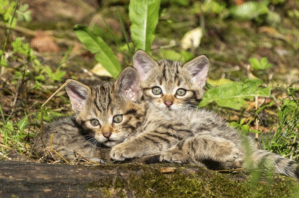 Two tabby kittens sitting in the forest on mossy ground and looking curiously, wildcat (Felis silvestris), kittens, Germany, Europe