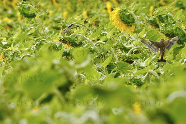 European goldfinch (Carduelis carduelis) in a sunflower field, July, Saxony, Germany, Europe