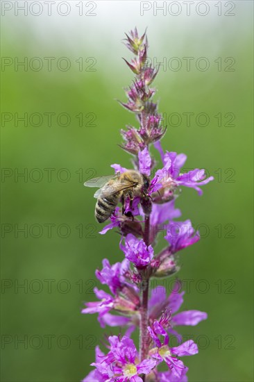 A honey bee (Apis mellifera) sits on a pink flower, purple loosestrife (Lythrum salicaria) and pollinates it, Baden-Württemberg, Germany, Europe