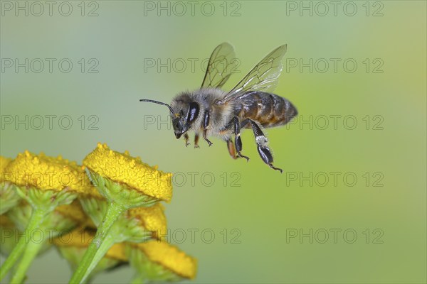 European honey bee (Apis mellifera) bee in flight, over flowers of tansy (Tanacetum vulgare), highspeed nature photo, flight photo, wildlife, insects, Siegerland, North Rhine-Westphalia, Germany, Europe