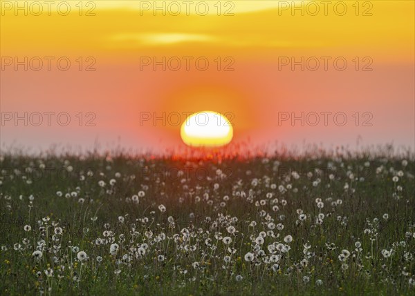 Meadow with fruit stands of the common dandelion (Taraxacum sect. Ruderalia), dandelions, at sunrise, red coloured sky, Thuringia, Germany, Europe