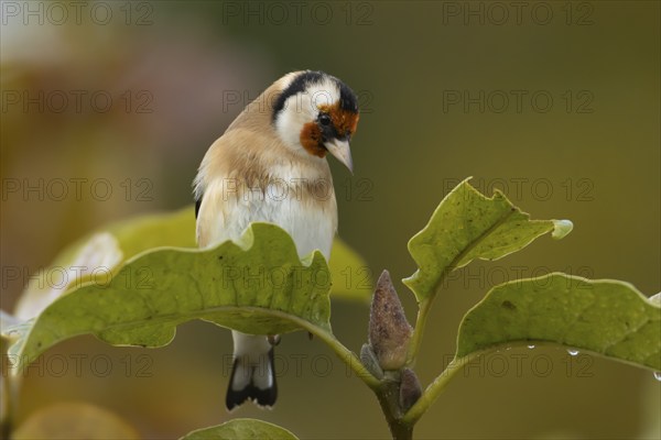 European goldfinch (Carduelis carduelis) adult bird in a garden Magnolia tree with autumn leaves, England, United Kingdom, Europe