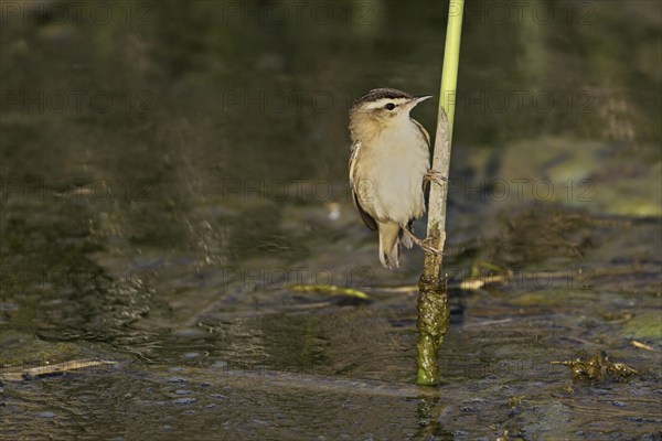 Reed warbler (Acrocephalus schoenobaenus), male on reeds above waterhole, Lake Neusiedl National Park, Seewinkel, Burgenland, Austria, Europe