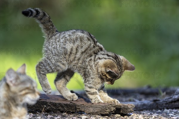 A kitten playing outside on a tree trunk, curiously exploring its surroundings, wildcat (Felis silvestris), kitten, Germany, Europe