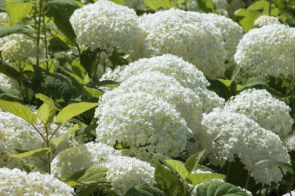 Flower impression, ball hydrangea Annabelle, (Hydrangea arborescens Annabelle)