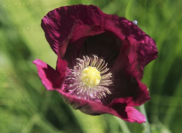 Close up of purple poppy plant flower, Papaver somniferum, Sissinghurst castle gardens, Kent, England, UK