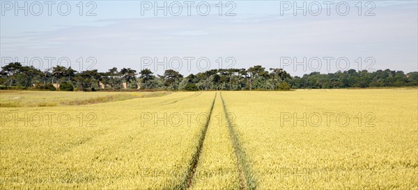 Two straight lines created by vehicles running across arable field with cereal crop, Hollesley, Suffolk, England, UK