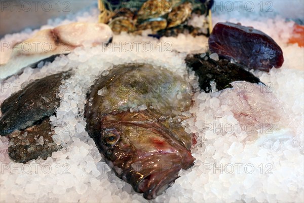 Close-up of a fish counter with fish and seafood