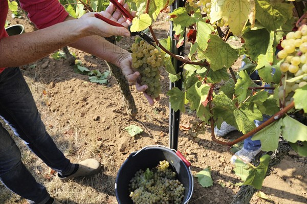 Grape grape harvest: Hand-picking of Chardonnay grapes in Meckenheim, Palatinate