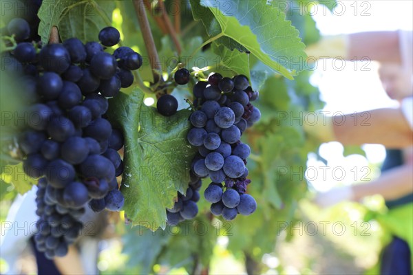 Grape grape harvest: Hand-picking Pinot Noir grapes in the Palatinate (Norbert Groß Winery, Meckenheim)