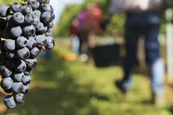 Grape grape harvest: Hand-picking Pinot Noir grapes in the Palatinate