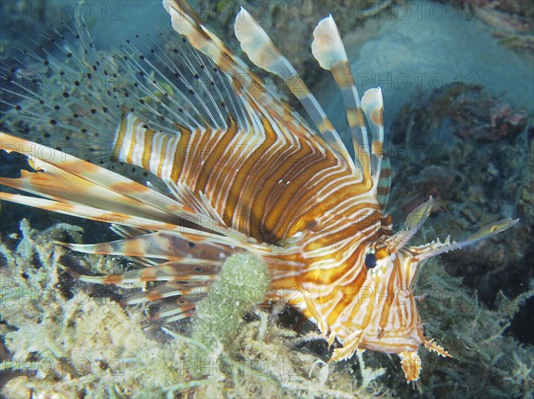 Pacific red lionfish (Pterois volitans), dive site House Reef, Mangrove Bay, El Quesir, Red Sea, Egypt, Africa