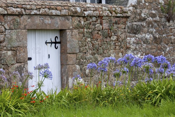 Lilies of the nile (Agapanthus) in front of a granite garden wall, Ile de Brehat, Brittany, France, Europe