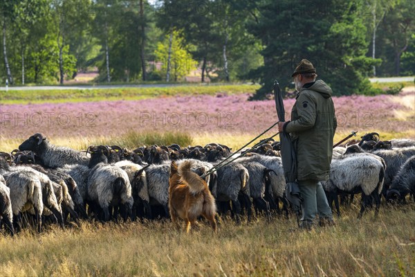 Heidschnucken herd, in the Höpener Heide, Schneverdingen, heather blossom of the broom heather, in the Lüneburg Heath nature reserve, Lower Saxony, Germany, Europe