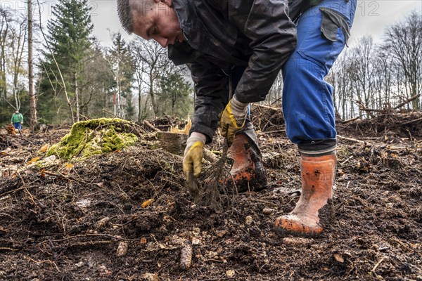 Reforestation in the Arnsberg Forest near Rüthen-Nettelstädt, Soest district, forestry workers plant young oak trees, 2 years old, in previously drilled holes, on the site of a spruce forest that had died and been felled due to heavy bark beetle infestation, North Rhine-Westphalia, Germany, Europe