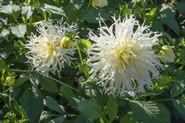 Flowering Dahlias (Dahlia), variety Tsuki Yari in the Dahlia Farm in Löderup, Ystad municipality, Skåne County, Sweden, Scandinavia, Europe