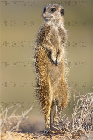 Meerkat (Suricata suricatta), mongoose family, Oudtshoorn Ward 2, Oudtshoorn Local Municipality, George, Western Cape, 6620, South Africa, South Africa, Africa