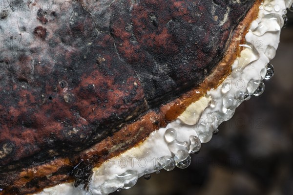 Beeswax Bracket (Ganoderma pfeifferi) with guttation drops, Emsland, Lower Saxony, Germany, Europe