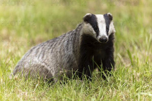 A badger sits on a green meadow surrounded by nature, european badger (Meles meles), Germany, Europe