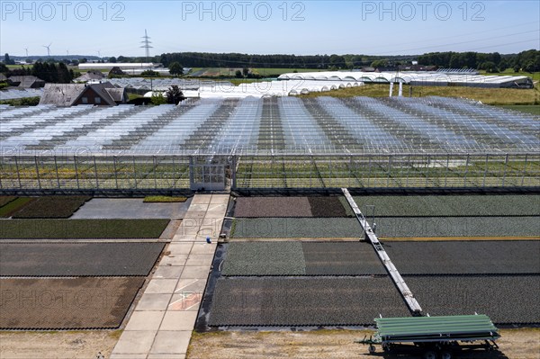 Horticultural business, irrigation with a sprinkler system, mobile on wheels in the open air, greenhouse, various types of potted plants grow here to be sold in flower shops, supermarkets, DIY stores, garden centres, North Rhine-Westphalia, Germany, Europe