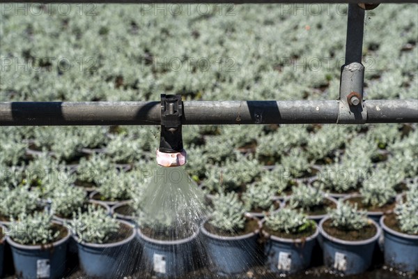 Horticultural business, irrigation with a sprinkler system, mobile on wheels in the open air, various types of potted plants grow here to be sold in flower shops, supermarkets, DIY stores, garden centres, North Rhine-Westphalia, Germany, Europe