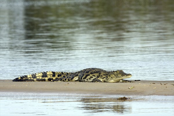 Nile crocodile, (Crocodylus niloticus) Nile crocodile resting on sandbank Mahango NP, Namibia, Africa, Africa