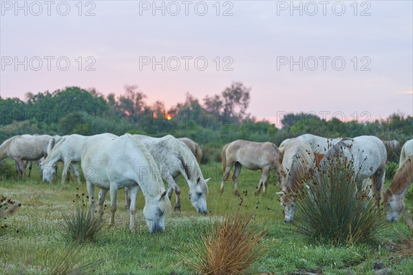 A herd of white Camargue horses in a wide meadow under a soft pink evening sky, Camargue, France, Europe