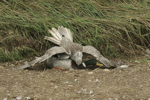 Gerfalcon Saker Falcon (Falco rusticolus, Falco cherrug) young hybrid mating bird with mallard drake (Anas platyrhynchos) Allgäu, Bavaria, Germany, Allgäu, Bavaria, Germany, Europe