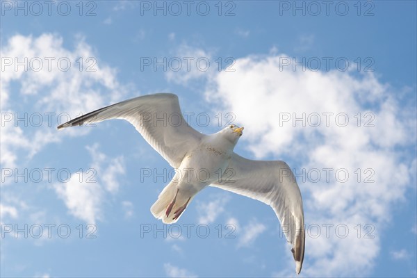 European herring gull (Larus argentatus), flying in front of summer sky with clouds, gull in flight with spread wings in front of clear blue sky in summer, Dover, English Channel, Great Britain