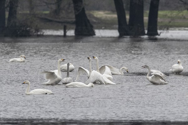 Tundra swans (Cygnus bewickii), fighting, Emsland, Lower Saxony, Germany, Europe