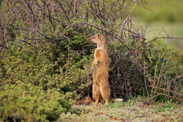 Yellow mongoose (Cynictis penicillata), adult, standing upright, alert, Mountain Zebra National Park, Eastern Cape, South Africa, Africa