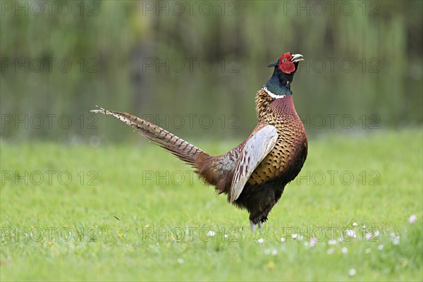 Pheasant (Phasianus colchicus), calling male, courtship, flapping wings, fluttering, Texel, North Holland, Netherlands