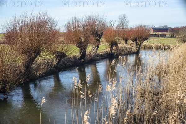 Willow trees on the edge of a water stream in Kabusa, Ystad municipality, Skåne, Sweden, Scandinavia, Europe