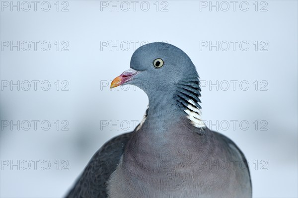 Wood pigeon (Columba palumbus), portrait, in the snow, winter feeding, Oberhausen, Ruhr area, North Rhine-Westphalia, Germany, Europe