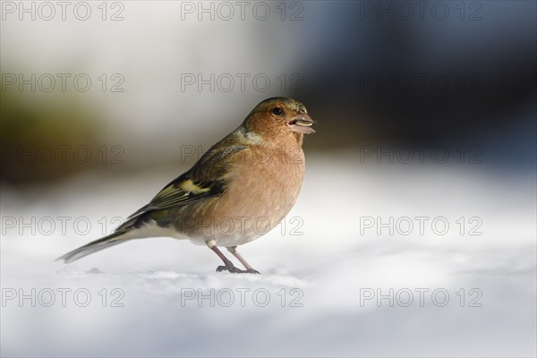 Chaffinch (Fringilla coelebs), male, in the snow, winter feeding, Oberhausen, Ruhr area, North Rhine-Westphalia, Germany, Europe