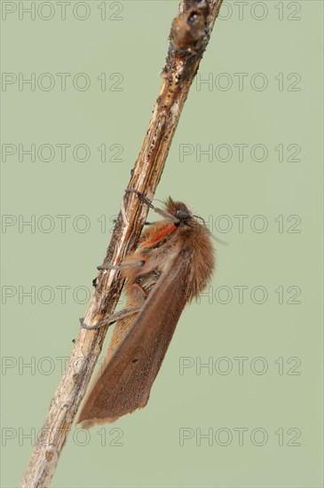 Cinnamon bear or ruby tiger (Phragmatobia fuliginosa), North Rhine-Westphalia, Germany, Europe