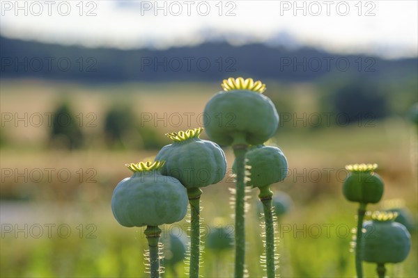 Poppy, (Papaver somniferum), poppy capsule, poppy field, Waldviertel grey poppy, poppy village Armschlag, Waldviertel, Lower Austria, Austria, Europe