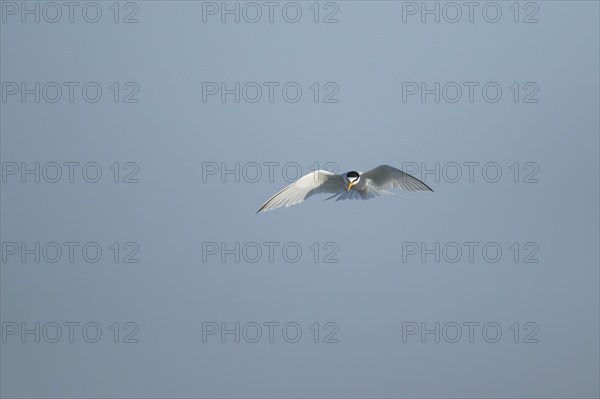 Little tern (Sternula albifrons) adult bird hovering in flight, Suffolk, England, United Kingdom, Europe