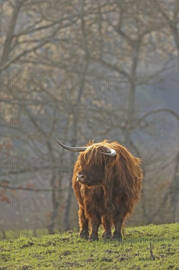 Scottish Highland Cattle, Kyloe, Balve, North Rhine-Westphalia, Germany, Europe