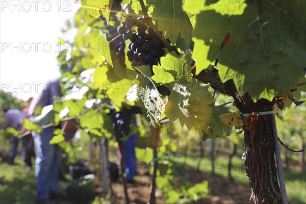 Grape grape harvest: Hand-picking Pinot Noir grapes in a vineyard in the Palatinate