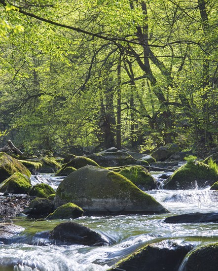 A clear forest river with lush green foliage and sunlight shining through the trees, Bode valley with river Bode, rapids, rocks with moss, wiping effect, long exposure, motion blur, soft focus, forest of red beeches (Fagus sylvatica) or copper beeches, spring, leaf budding, leaf budding in April, Eastern Harz, Harz Mountains, Saxony-Anhalt, Germany, Europe