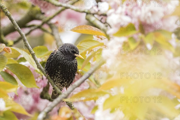 A common starling (Sturnus vulgaris) in quiet profile on a branch with pink flowers, Hesse, Germany, Europe