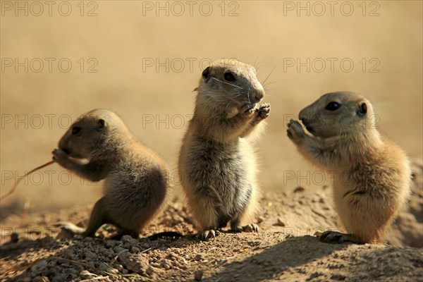 Black-tailed prairie dog (Cynomys ludovicianus), three young animals eating, social behaviour, siblings, North America