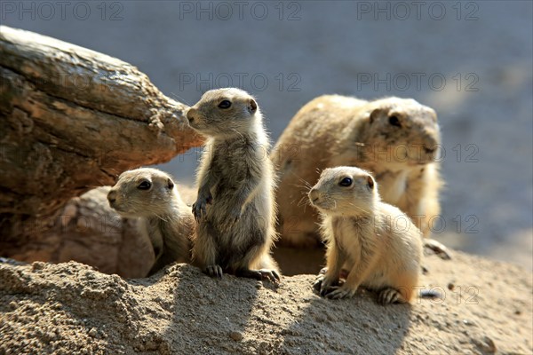 Black-tailed prairie dog (Cynomys ludovicianus), adult with young, at the den, siblings, social behaviour, North America