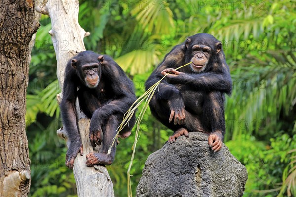 Chimpanzee (Pan troglodytes troglodytes), adult, two, used, tool, termite mound Africa